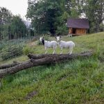 Apartmaji Gorenc Bled