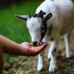 Apartmaji Gorenc Bled